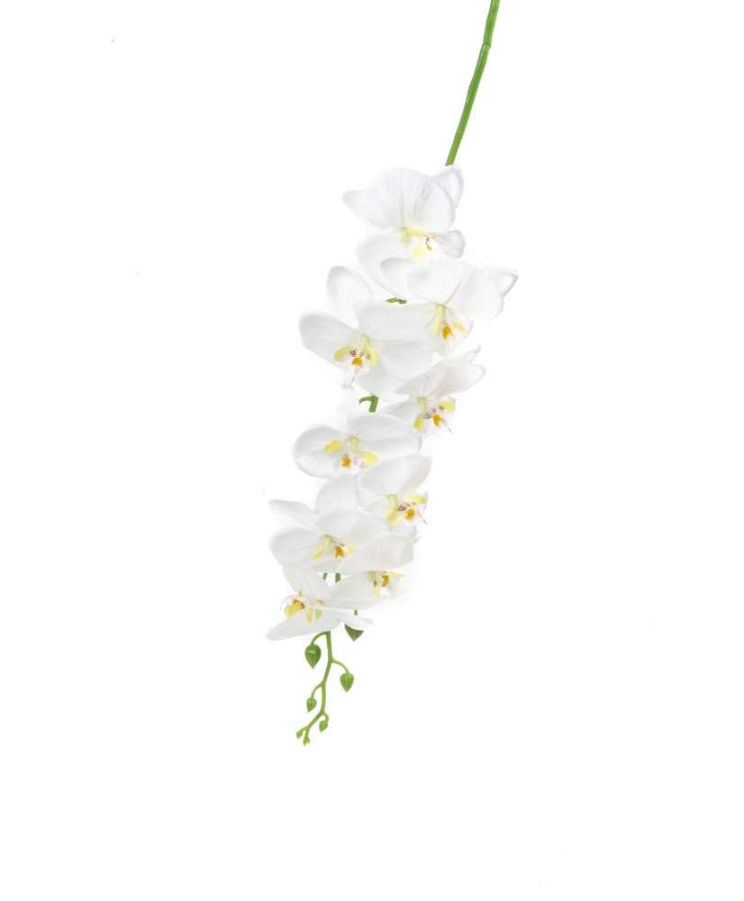 Orchidée blanche pour fête et pas cher